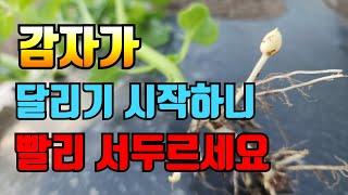 하지감자 달리기 시작합니다 빨리 이것부터 하세요