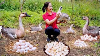 Harvesting Giant Duck Eggs To Sell At The Market - Cooking for Children to eat - Hanna Daily Life