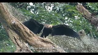 Oriental Darter @ Chiu Sein Chiong 5637