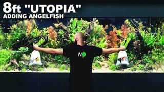 "Utopia" Complete: Adding Final Angelfish to 8ft Planted Aquarium