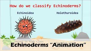 ECHINODERMS (Animation)