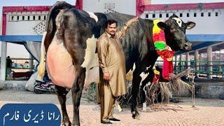 Rana Dairy Farm | Biggest cow in Pakistan | Friesian cross cows | 5 January 2025