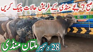 Multan Cow Mandi Fresh Latest Update Video | Cholistani Nukre Ablk Sahiwal Bachre | Cow Mandi 2024