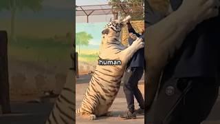 Did You Know This About Siberian Tigers? 