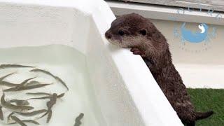 Otter's Reaction to Seeing Live Fish for the First Time