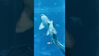 Cute shark  #shortvideo #animals #funnyanimals #funny #cuteanimals #cute