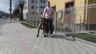 VARRO | Presa Canario