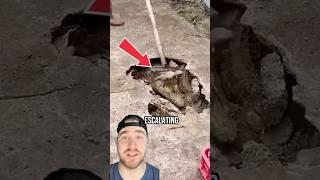 How Many Alligators Are Under The Sidewalk?!