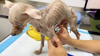 A blind and scrawny stray dog ​​made an astonishing transformation after being rescued by rescuers