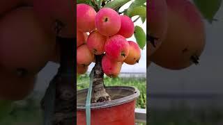 Grow apple  at terrace #short #shorts #apple