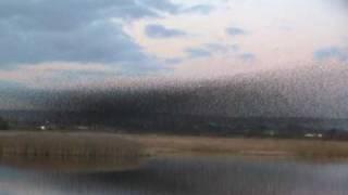 Somerset Starlings