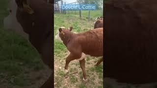 WATCH TILL END! Got 17 calves in barn in 1 minute by myself  #shorts