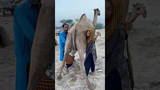 Camels milk #traditional #villagelife #food camels video