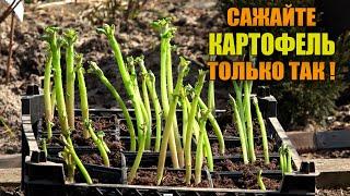 СРОЧНО ПОСАДИТЕ КАРТОФЕЛЬ ВЕСНОЙ ЭТИМ СПОСОБОМ! РЕЗУЛЬТАТ УДИВИТ ВСЕХ!