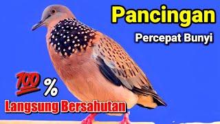 TEKUKUR GACOR suara merdu - suara PAS untuk PANCINGAN percepat bunyi TEKUKUR % langsung bersahutan.