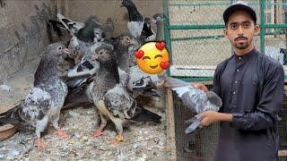 Rocket Patha Urna Ka Lia Chor Dia Or Shok Bhi Krwaya || Ki Ka Teedy Kabootar Aa Gea. #Pigeonshonk