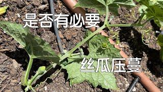 【丝瓜压蔓】是否有必要？｜因地制宜做压蔓