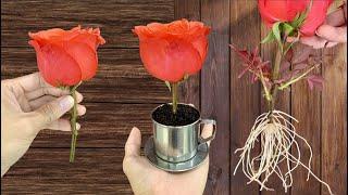 Just Coffee! Roses surprisingly grow super roots overnight and bloom continuously