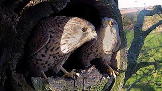 New Kestrel Courtship | Jenny | Robert E Fuller