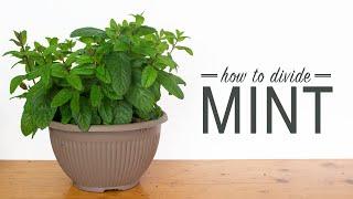 How to Divide Mint