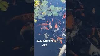 2022 My koi pond