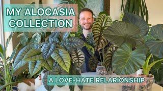 My Alocasia collection - a Love-Hate Relationship