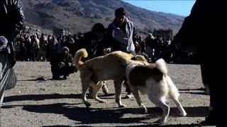 Dog fights draw in Kabul crowds