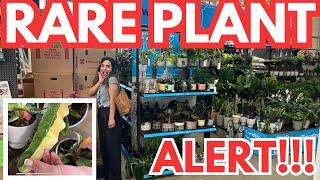 RARE PLANT ALERT Find at Lowe’s!   Saving Clearance Plants!  RING OF FIRE PLANT!!!