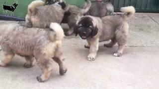 illyrian shepherd puppies around 2 month are very possesive