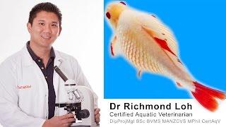 Dr Loh explains the causes of dropsy and does a full examination of a bloated Goldfish