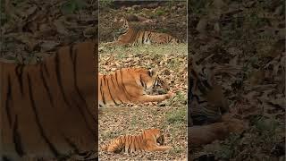 Witness the untamed grace of tigers in their natural habitat #tiger #nature#wildlife#youtubeshorts