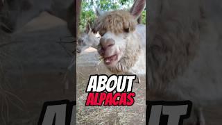 Crazy THINGS You Don’t Know About ALPACAS  #alpaca #shorts