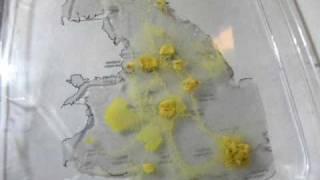 Physarum approximates road networks in UK