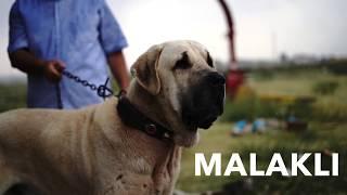 Aksaray Malaklisi: An Anatolian breed of dog