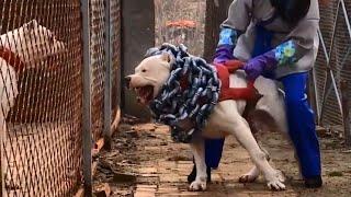 Most Dangerous Dog Breeds In The World #Shorts by In Facts Official
