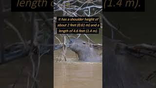 What is The Largest Rodent in the World? #shorts #rodents #rodent  #capybara #factsonanimals #facts