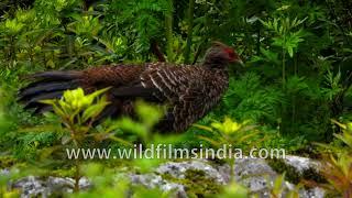 Kalij Pheasant mum's cute little rufous chick in Rhododendron forest at Shingba Sanctuary in Sikkim