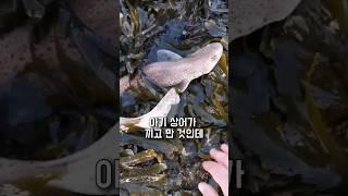 아기상어 구출 대작전