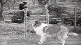 Lassie | The Watch Dog | Full Episodes