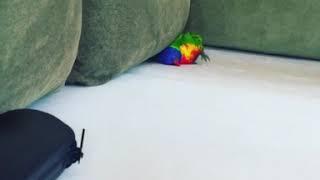 Funny Lorikeet