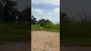 Small bird cannot escape from eagle hunting