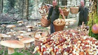 Mushrooms 2024 SHOCK HUGE HATS IN THE FORESTS! TODAY FULL BASKETS! BOLETUS EDULIS MUSHROOMS PICKING