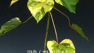 김도향 / 벽오동 심은 뜻은