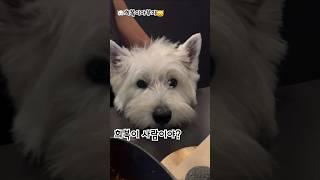 너무나도 사랑스러운 너~ #westie #화이트테리어 #puppy