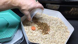 Unboxing Mealworm Growing Pod from The Bug Factory!