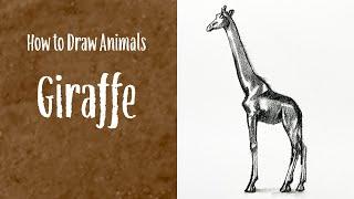 How to draw animal - Giraffe