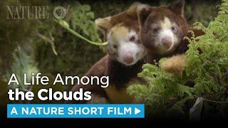 Matschie's Tree Kangaroo: A Rare Sight | A NATURE Short Film