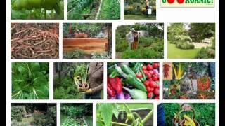 Organic Gardening - 10 Practical Steps