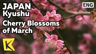 【K】Japan Travel-Kyushu[일본 여행-큐슈]3월의 벚꽃 여행/Cherry Blossoms/March/Fukuoka