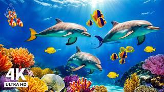 Aquarium 4K VIDEO (ULTRA HD)  Sea Animals With Relaxing Music - Rare & Colorful Sea Life Video#7